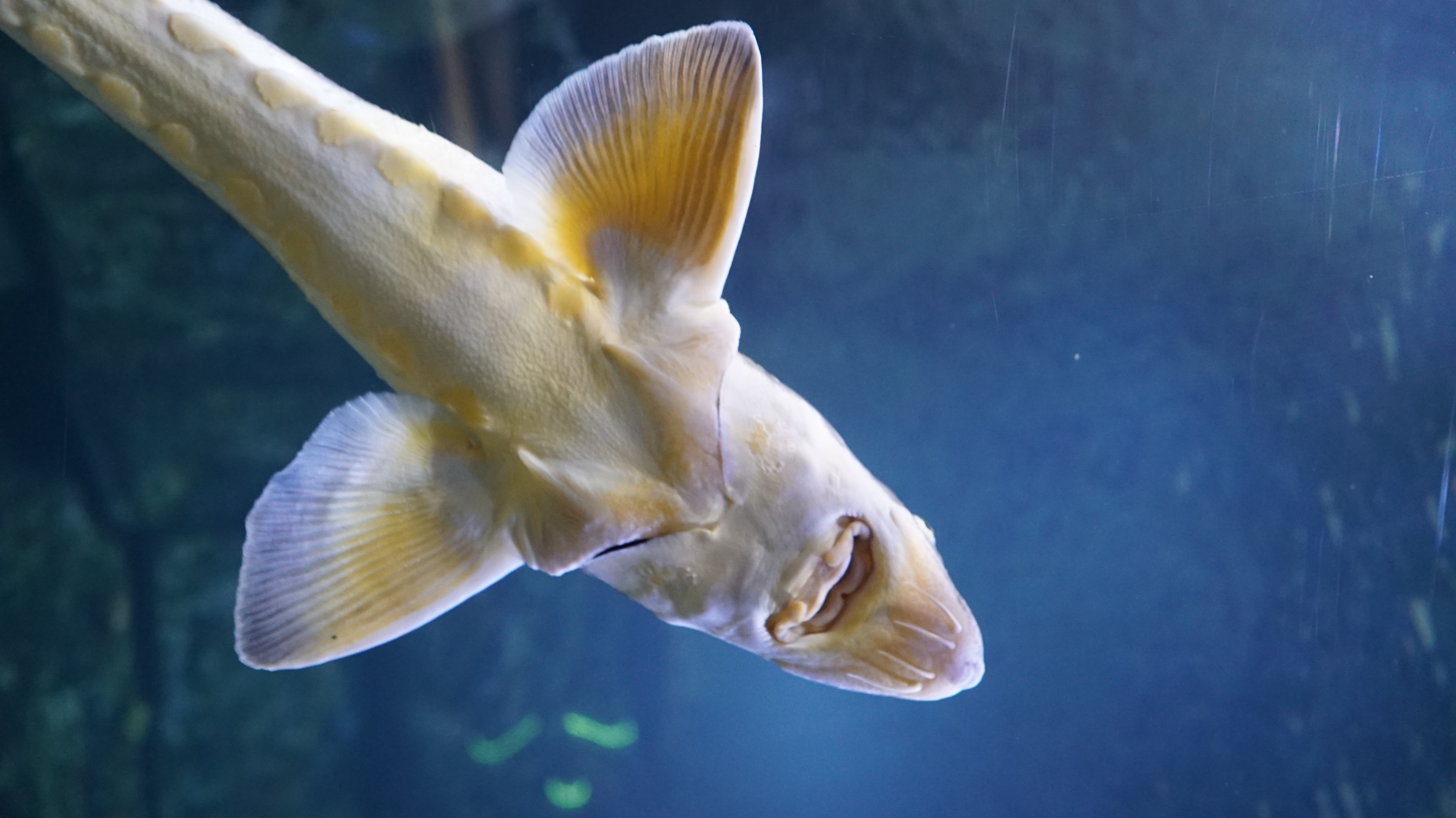 Aquarium ENGLISH